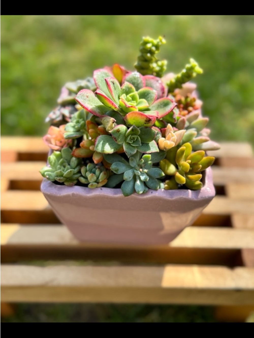 Beautiful Succulent Arrangement in Blush Pink Ceramic Pot
